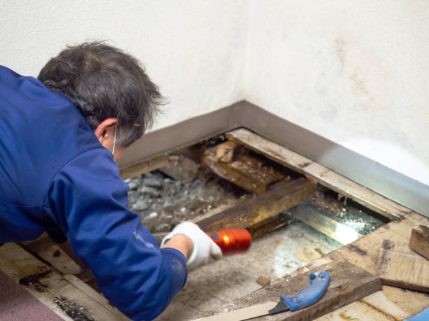 Best Local Mold Removal Service  in Wesley Hills, NY