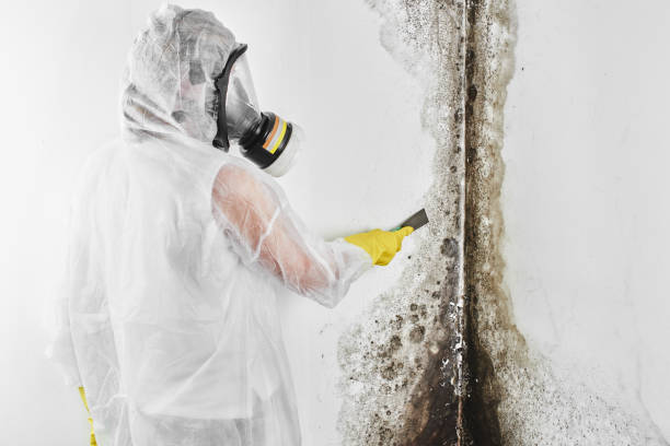 Best Mold Testing and Removal  in Wesley Hills, NY