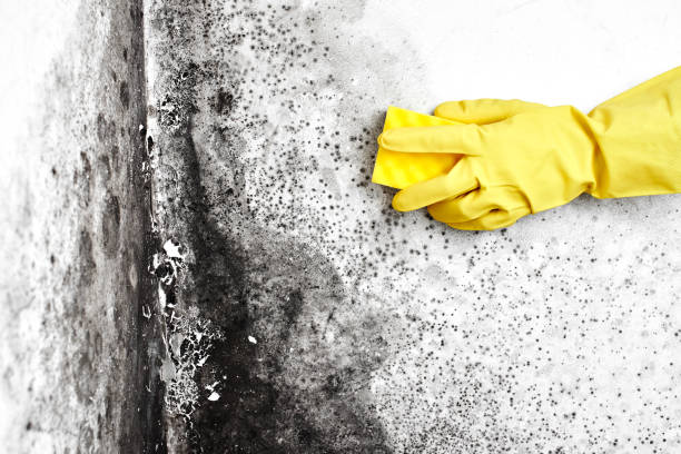 Best Mold Cleaning Services  in Wesley Hills, NY