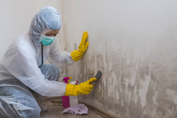 Best Mold Testing  in Wesley Hills, NY