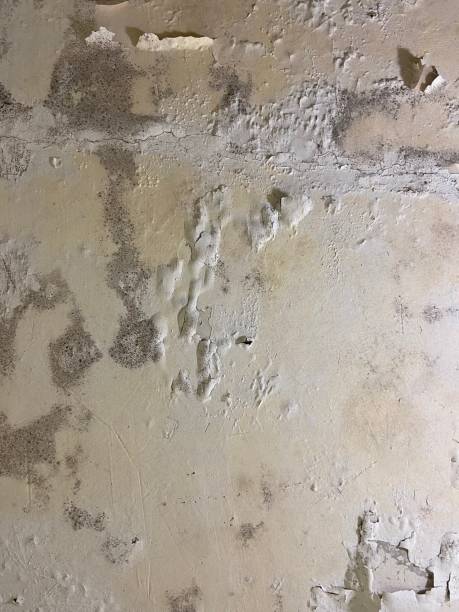 Best Best Mold Removal Companies  in Wesley Hills, NY