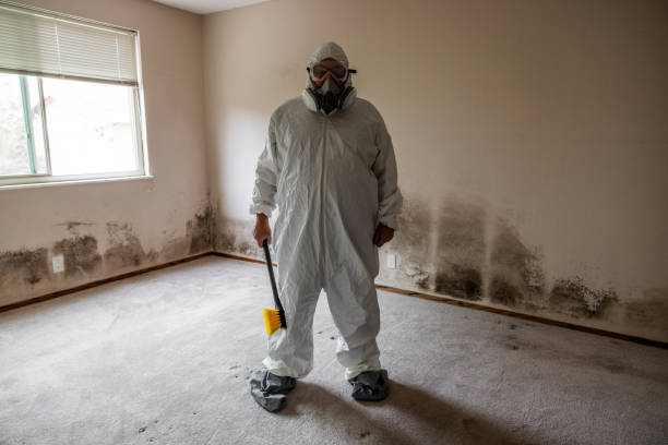 Best Emergency Mold Removal  in Wesley Hills, NY