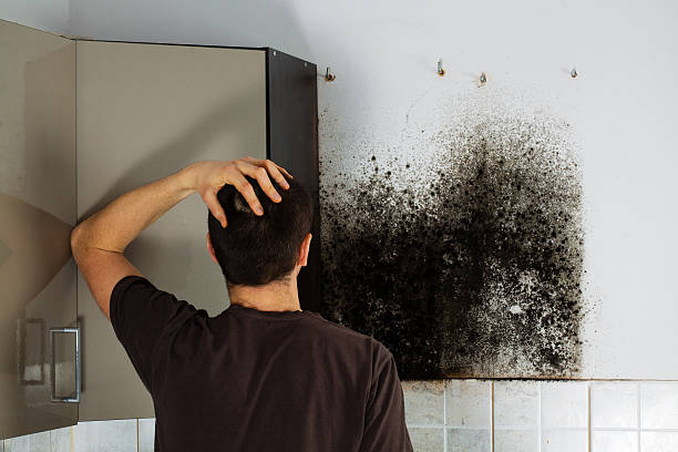 Best Certified Mold Removal  in Wesley Hills, NY