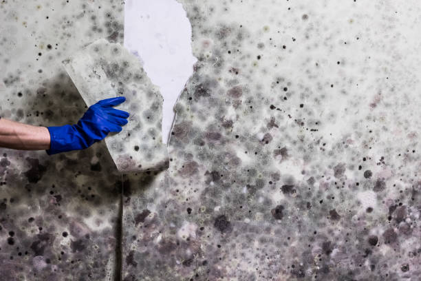 Best Toxic Mold Removal  in Wesley Hills, NY